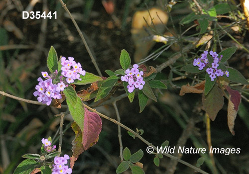 Lantana fucata (Verbenaceae)